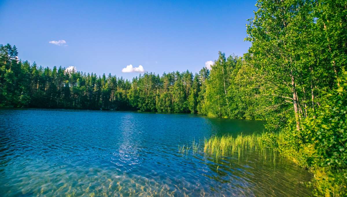 Lake sourrounded by trees and blue sky