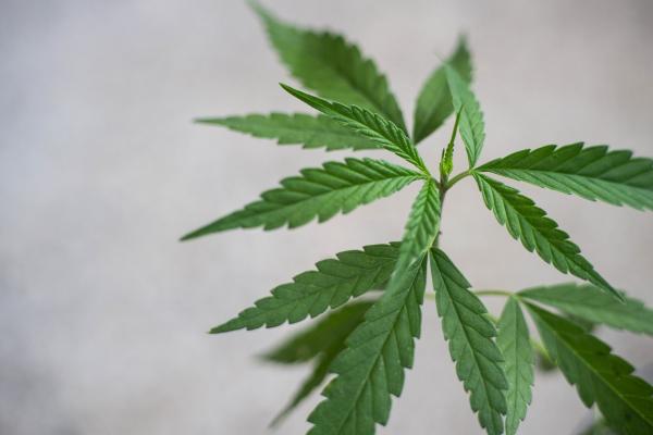 Foto einiger Cannabis-Blätter